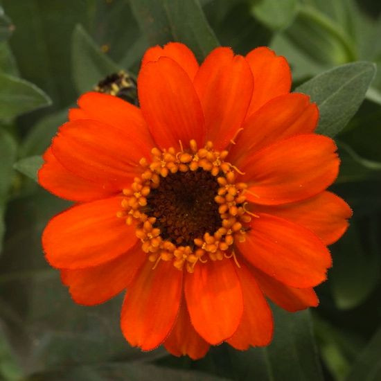 Zinnia Profusion Fire,Zinnia Profusion Series, Zinnia Elegans 'Profusion, Zinnia angustifolia 'Profusion', Zinnia x hybrida 'Profusion', Drought tolerant plants, heat tolerant plants, Humidity tolerant plants, Low maintenance plants